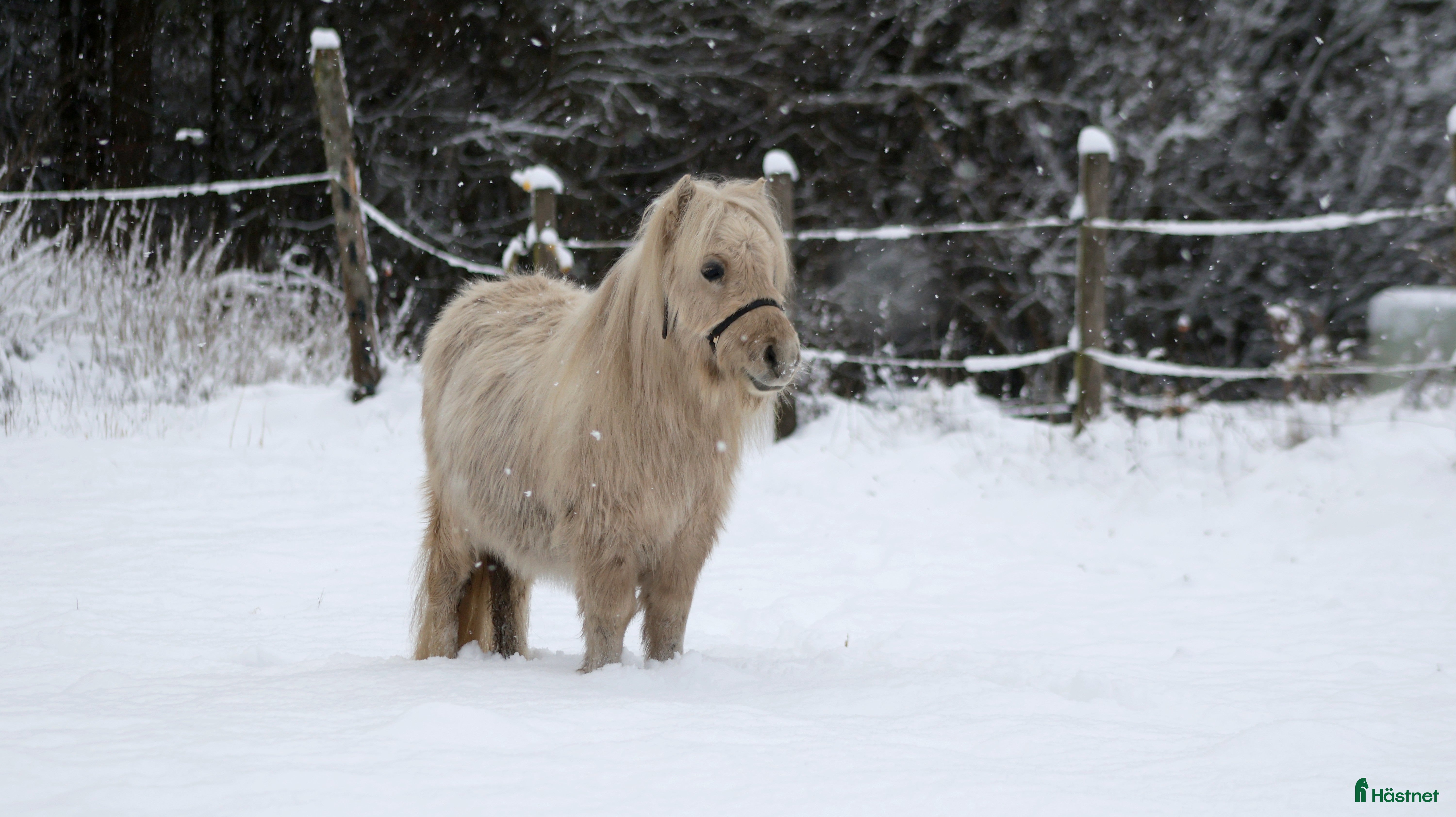  hästar 2 års mushroom hingst  - Annons 3