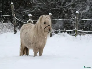 hästar 2 års mushroom hingst - Annons 3