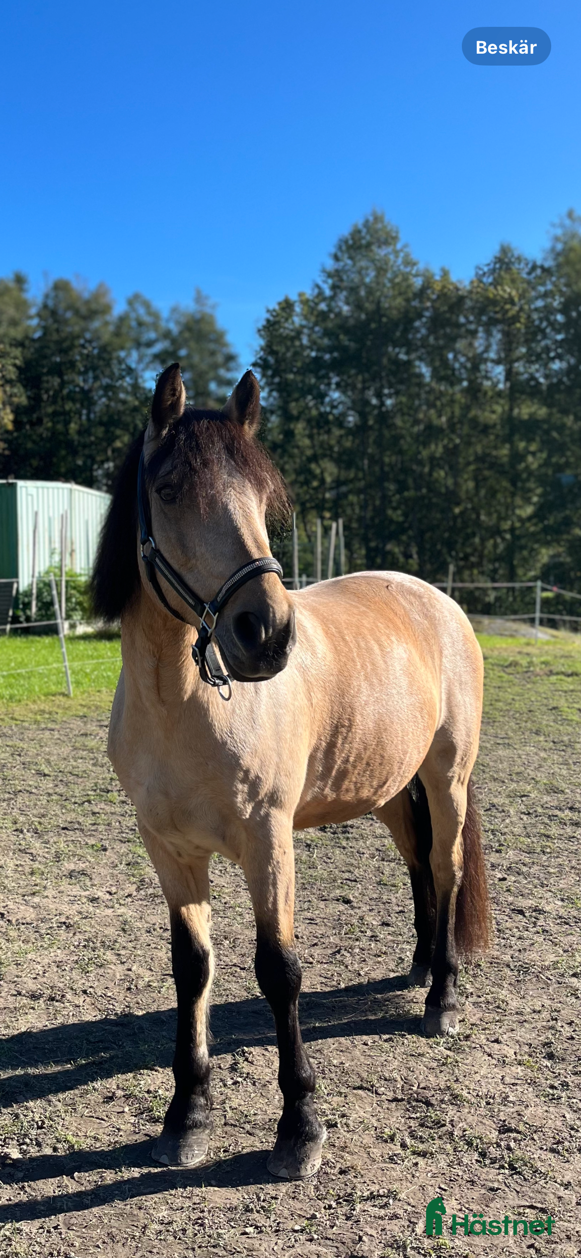  hästar Trygg och pålitlig D-oonny - Annons 6