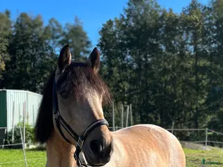 hästar Trygg och pålitlig D-oonny - Annons 6