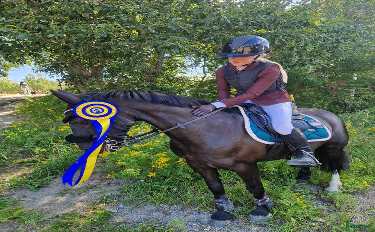  hästar i Järvsö - Annons 2