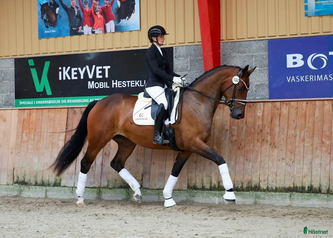 Dressyr hästar till salu: Top rideability and blodlines - Annons 1