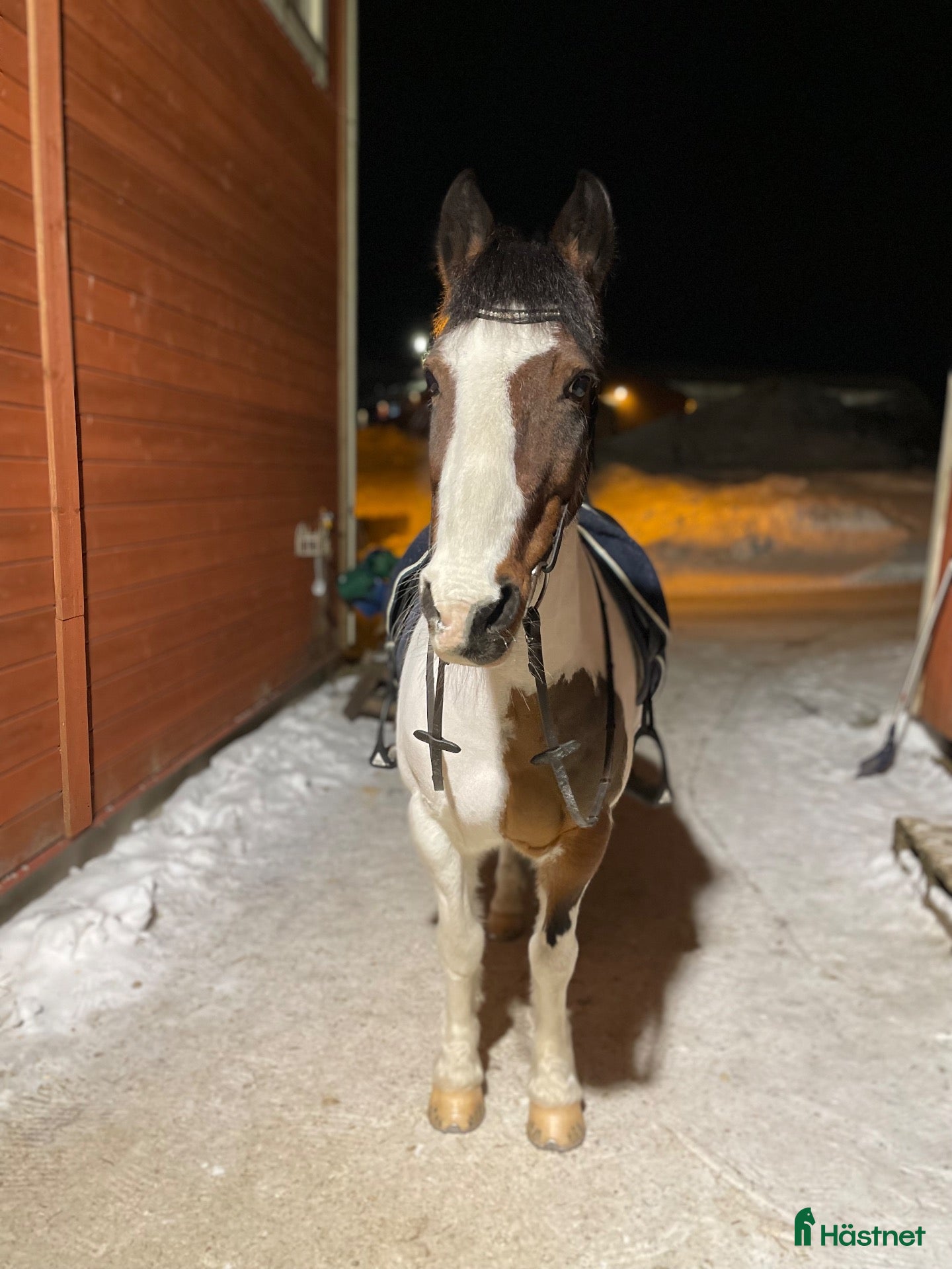  hästar Super snäll C ponny  - Annons 1