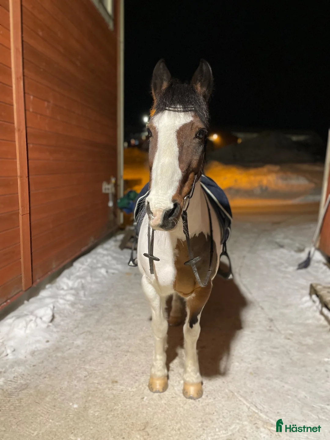 Allround hästar till salu: Super snäll C ponny  - Annons 1