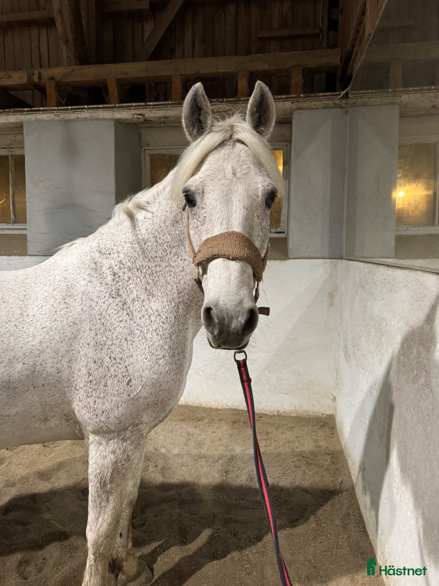  hästar Connemara valack - Annons 7