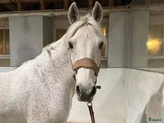 hästar Connemara valack - Annons 1