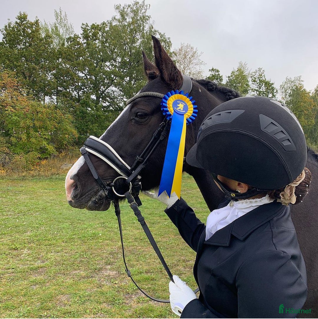 Dressyr hästar till salu: Läromästare för den rutinerade  i Gnesta - Annons 1