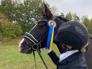 hästar Läromästare för den rutinerade i Gnesta - Annons 21