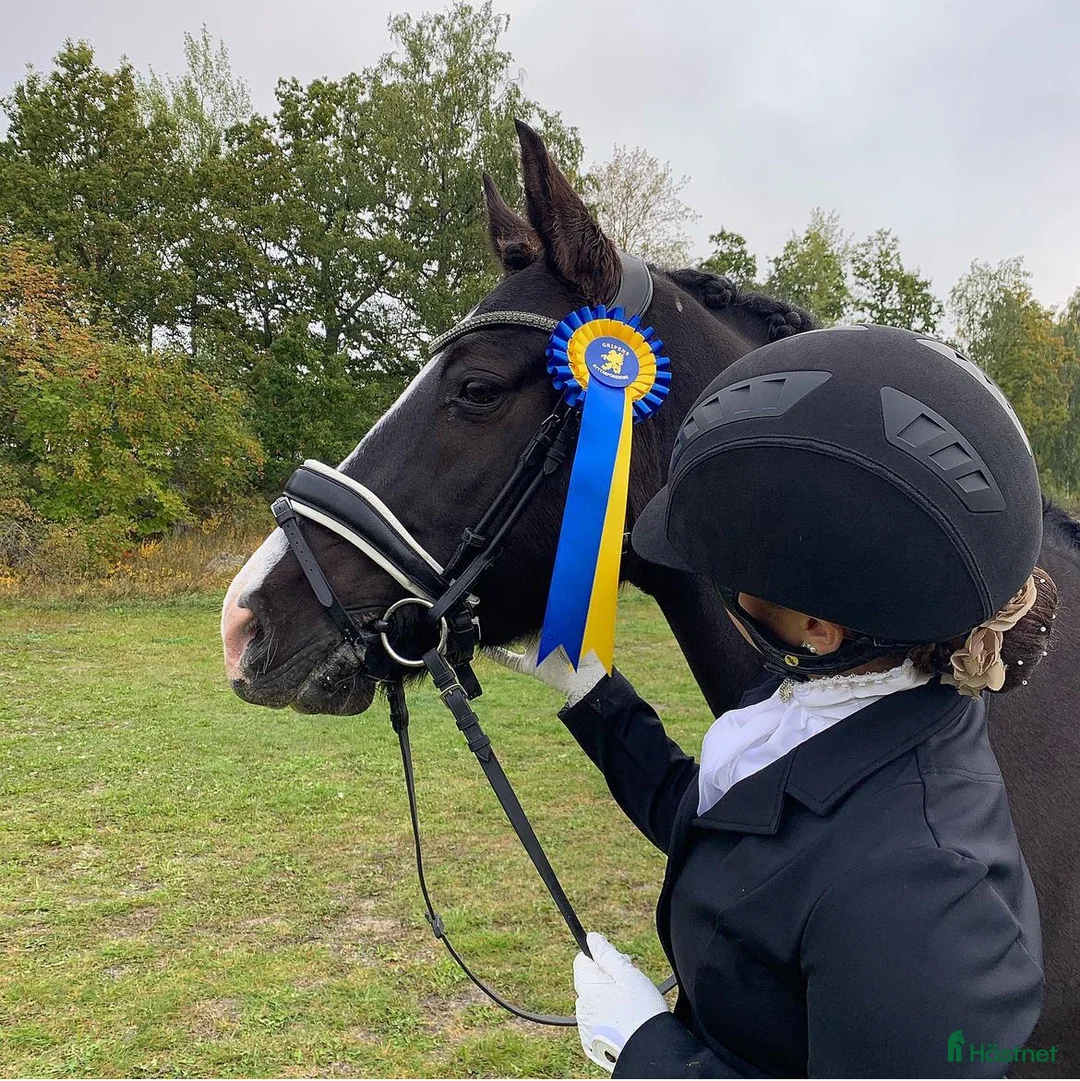 Dressyr hästar till salu: Läromästare för den rutinerade  i Gnesta - Annons 1