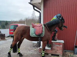 Sadlar hästutrustning Dressyrsadel med polyflexbom och koppjärn - Annons 23