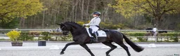 Allround hästar till salu: Svart 9-årig Valack – Pålitlig Allroundhäst i Tomelilla - Annons 2