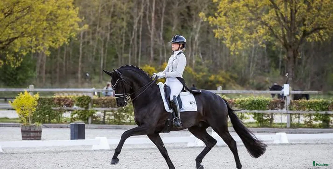 Allround hästar till salu: Svart 9-årig Valack – Pålitlig Allroundhäst i Tomelilla - Annons 2