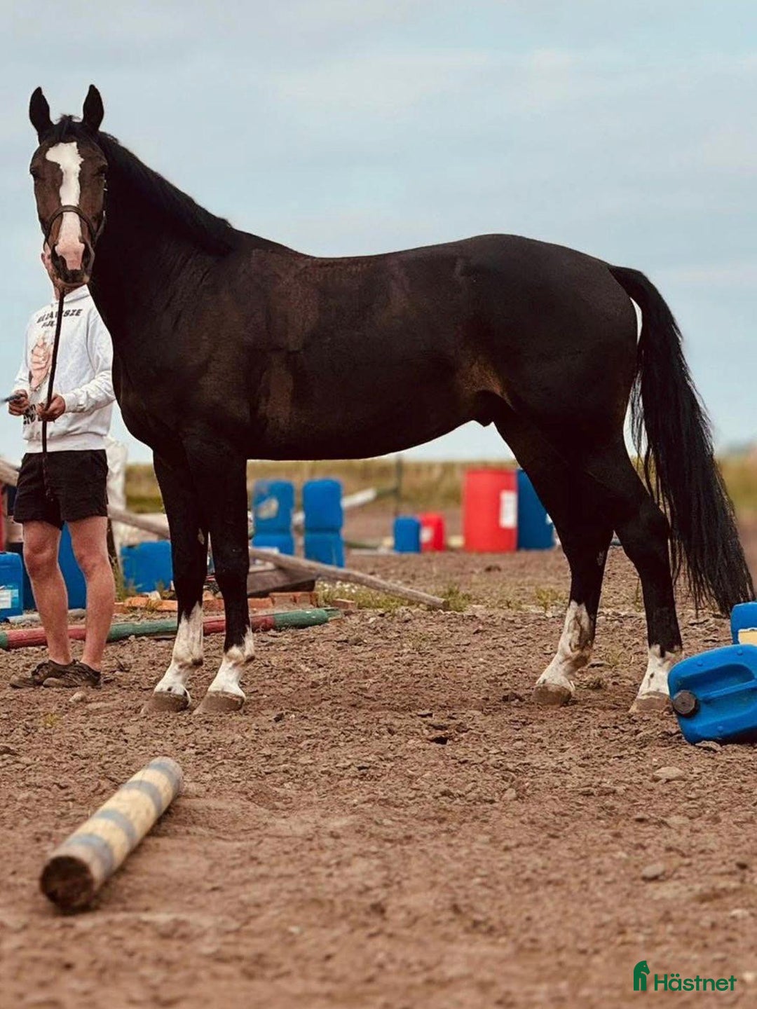 Allround hästar till salu: 🤍Beautiful Warmblood Gelding–True Best Friend!🤍 i Stockholm - Bild 5