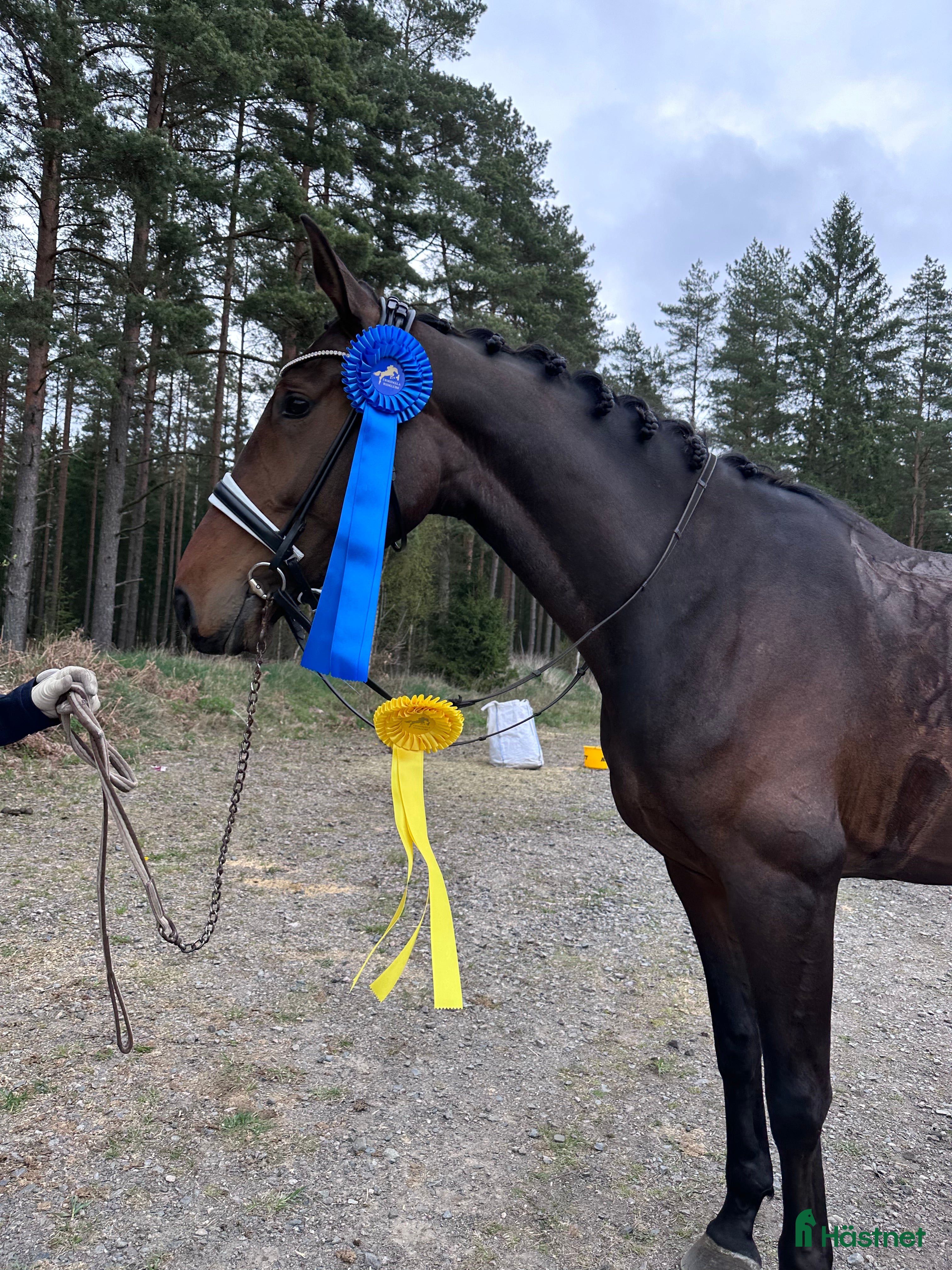  hästar Tävlingshäst i Vimmerby - Annons 19