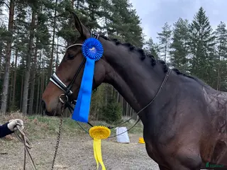 Dressyr hästar till salu: Tävlingshäst i Vimmerby - Annons 1