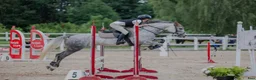 Hoppning hästar till salu: Kvalitetsponny med stor kapacitet  - Annons 4