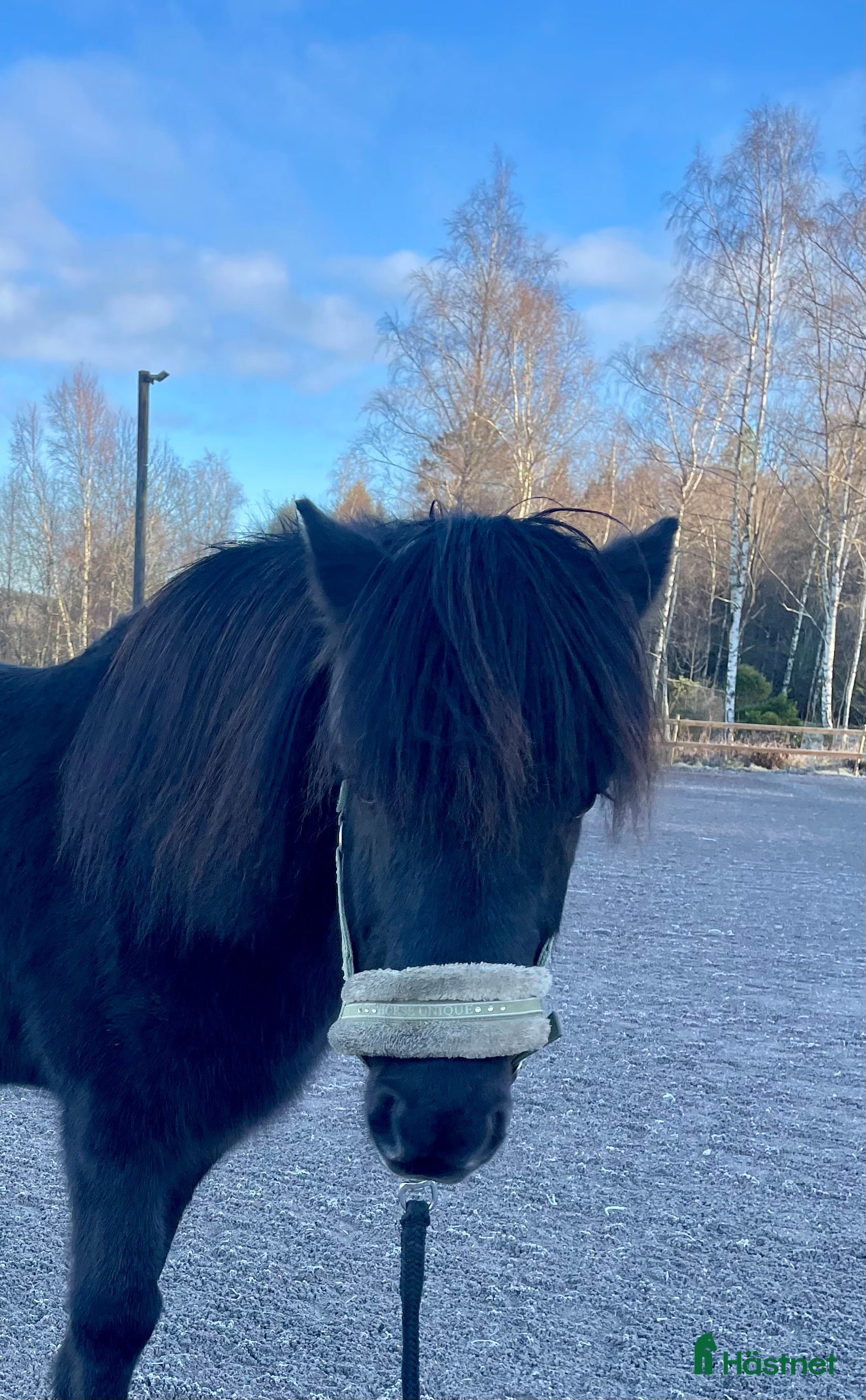  foderhäst Underbar liten islandskille  i Lindome - Annons 1