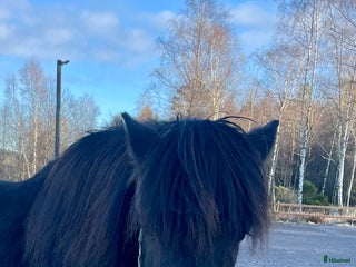 foderhäst Underbar liten islandskille i Lindome - Annons 7