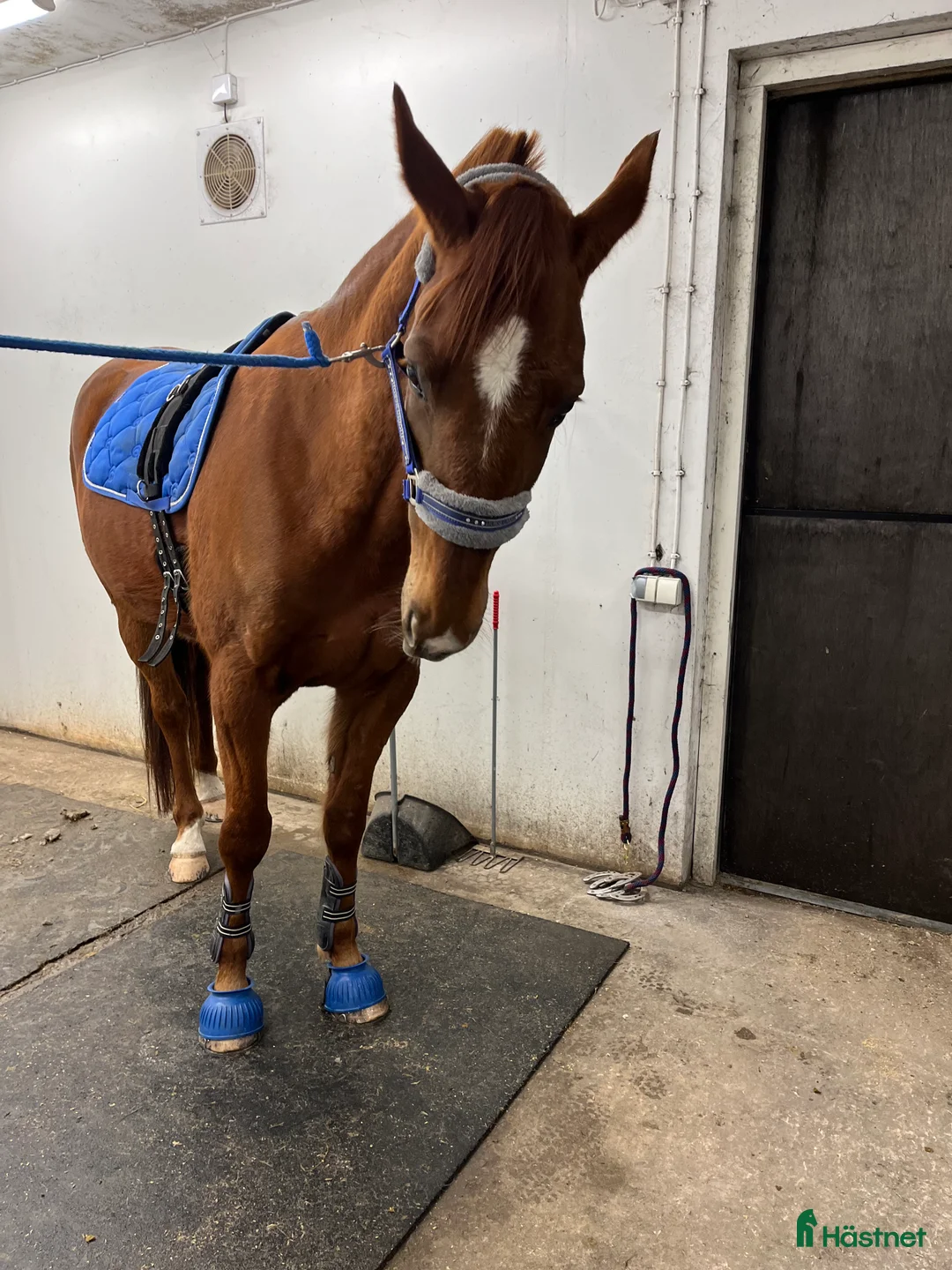 Allround hästar till salu: Fin ridtravare med stor potential💫 i Höviksnäs - Annons 4