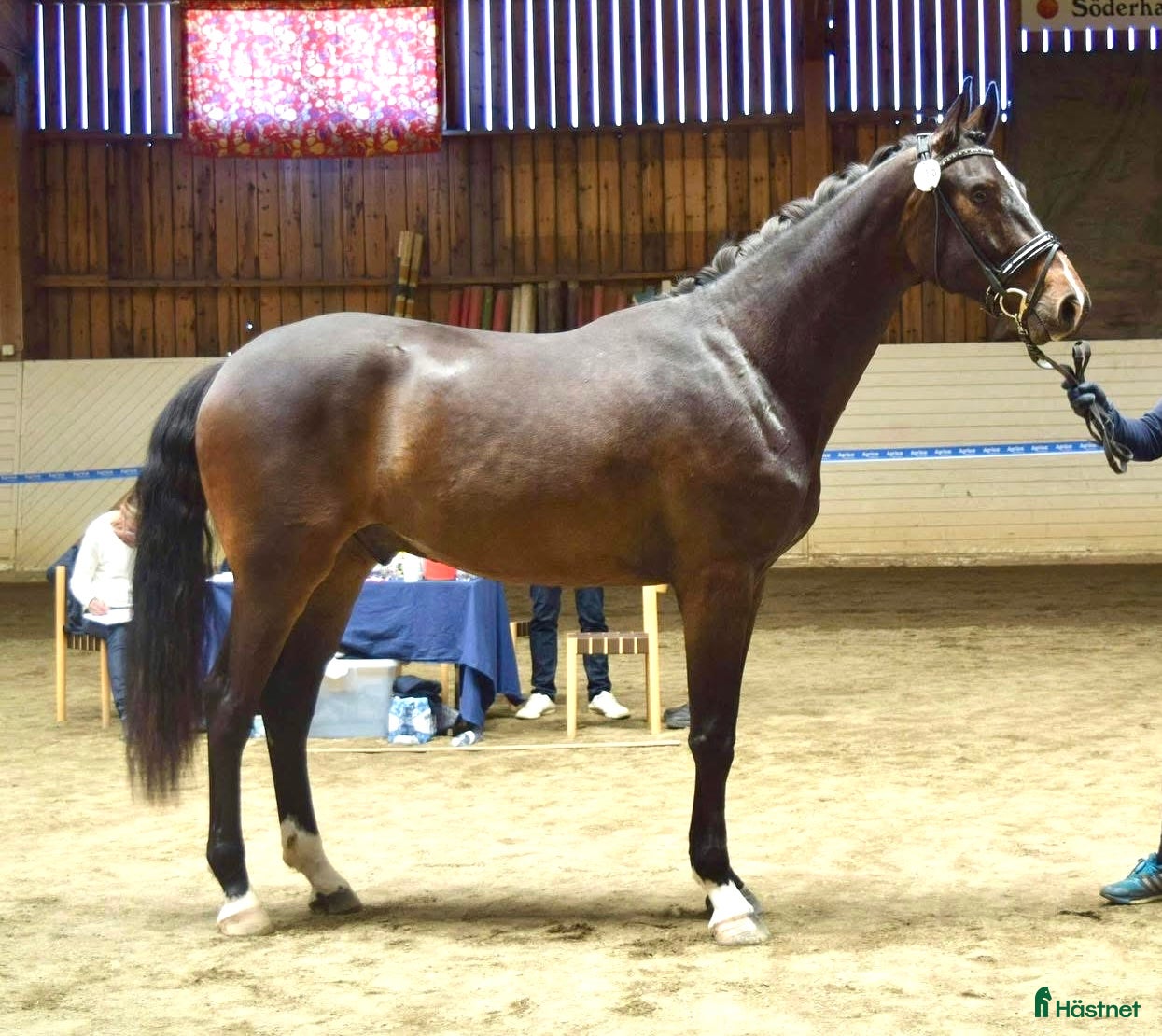  hästar Vacker bästa vän i Falun - Annons 5