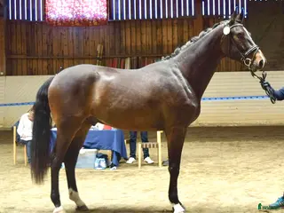 hästar Vacker bästa vän i Falun - Annons 15