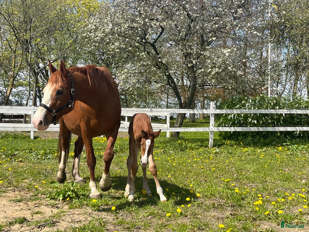 Allround hästar till salu: Fantastiskt sto med fint temperament  - Annons 5