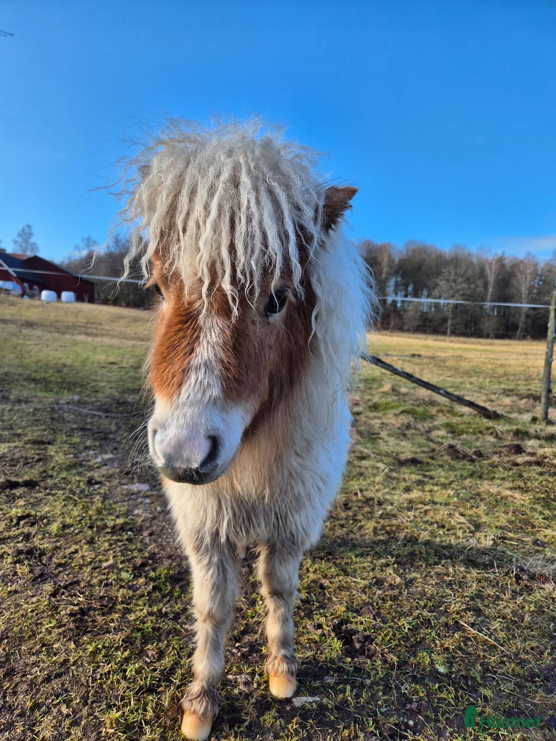 Sällskap hästar till salu: Minishettis  - Annons 4