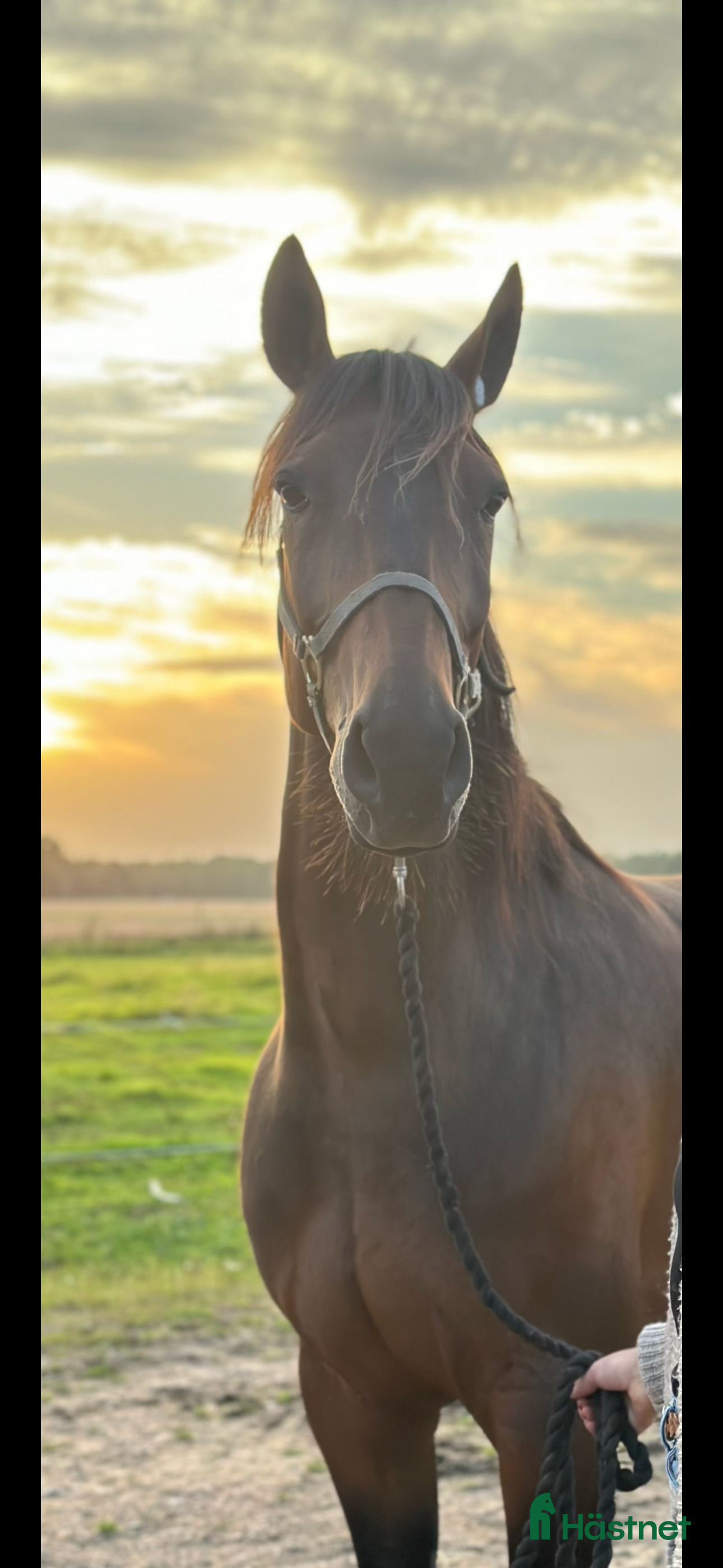  hästar Fantastisk valack  - Annons 2