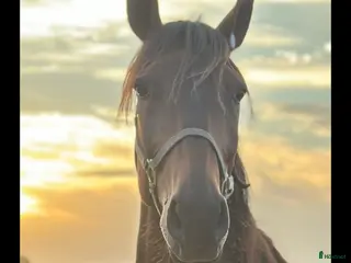 hästar Fantastisk valack - Annons 2