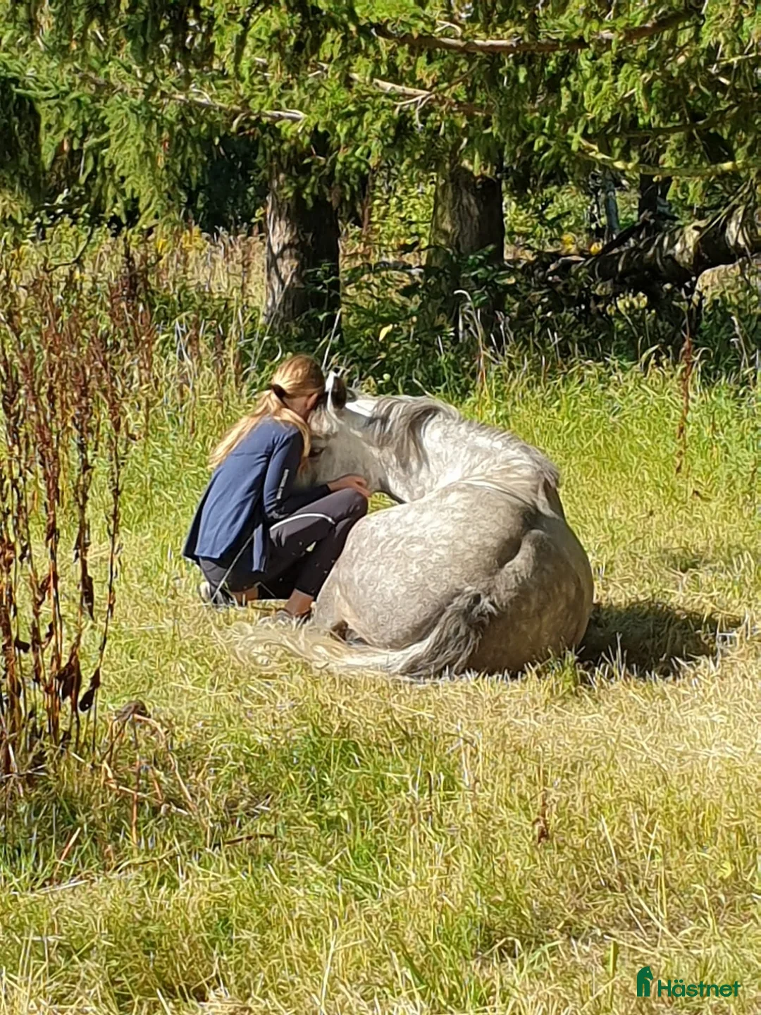 Hoppning hästar till salu: Storhoppande maxad D-Ponny - Annons 2