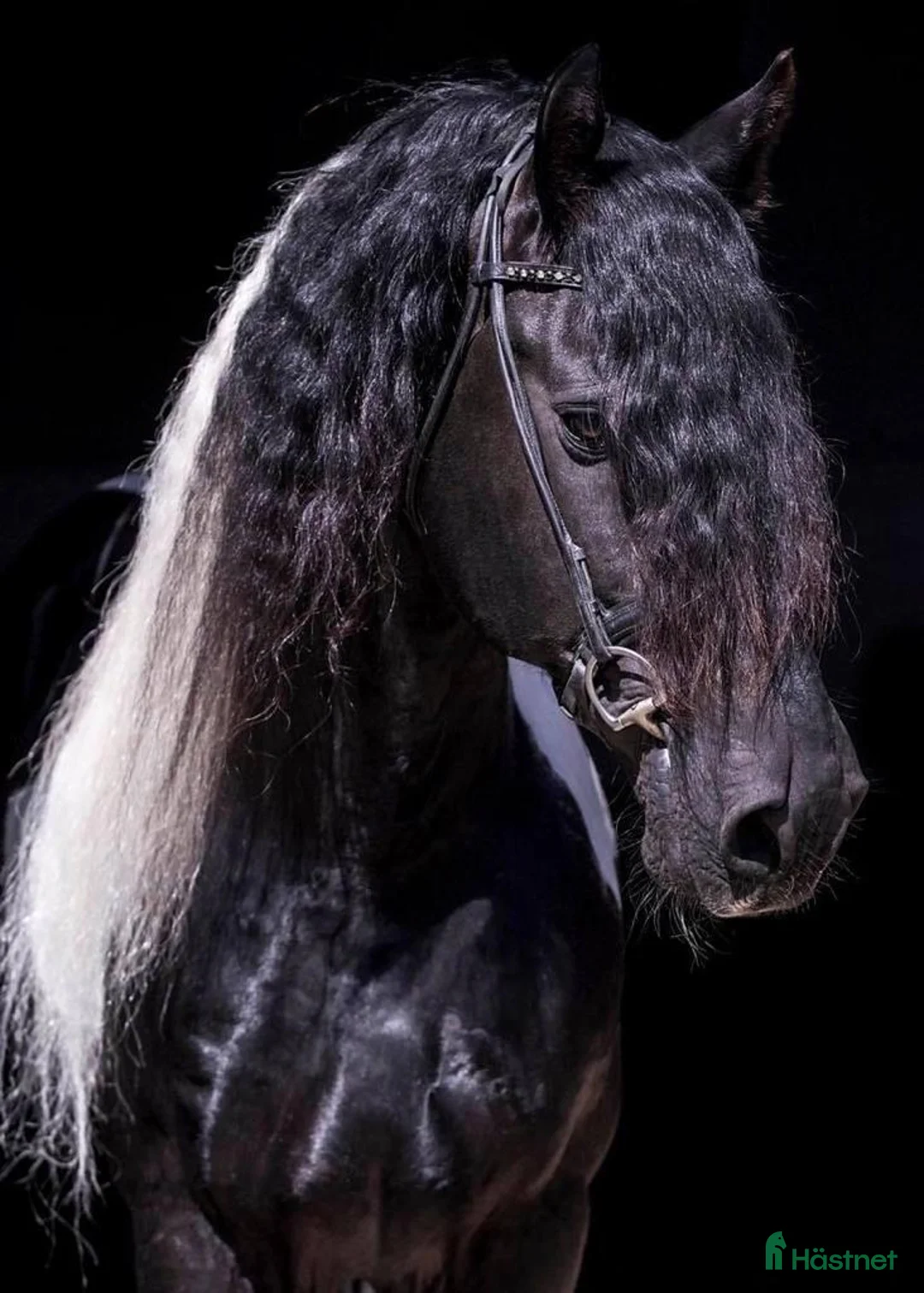 Barockt hästar till salu: Fantastisk barockpinto vallack - Annons 2