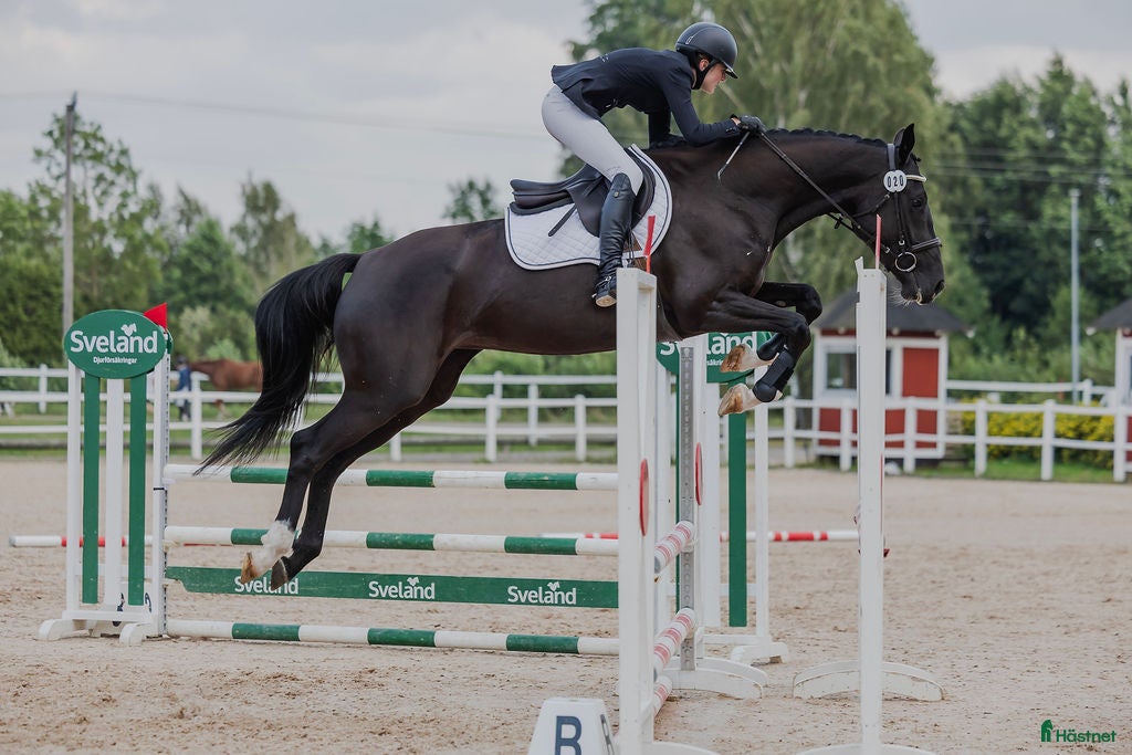  hästar Vackert SWB-sto söker nytt hem! i Lerdala - Annons 17