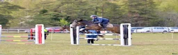 Hoppning hästar till salu: Vackert hoppsto d-ponny 148 cm född-17 i Hemse - Annons 3