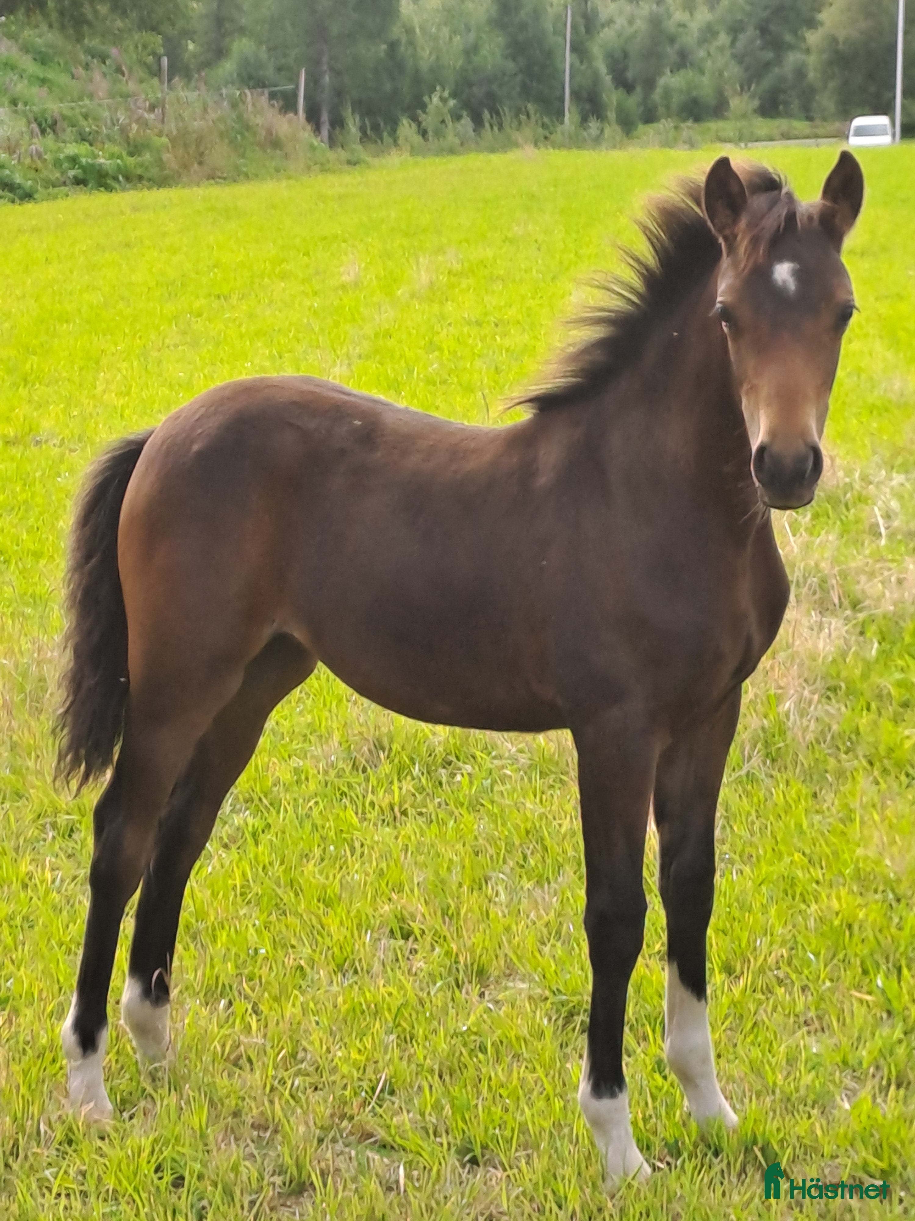  hästar Welsh partbred sto i Tidaholm - Annons 14