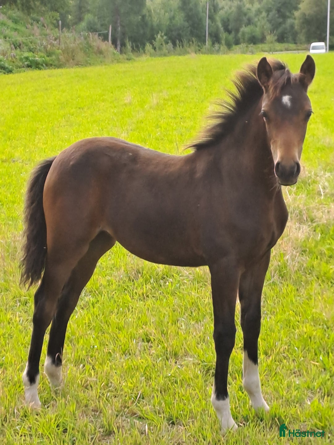 Allround hästar till salu: Welsh partbred sto i Tidaholm - Annons 1