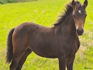 hästar Welsh partbred sto i Tidaholm - Annons 9