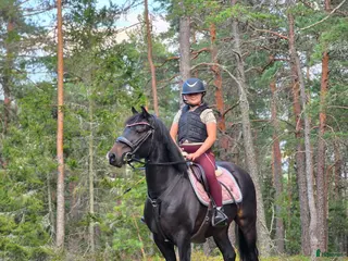 hästar Toppen ponny - Annons 18