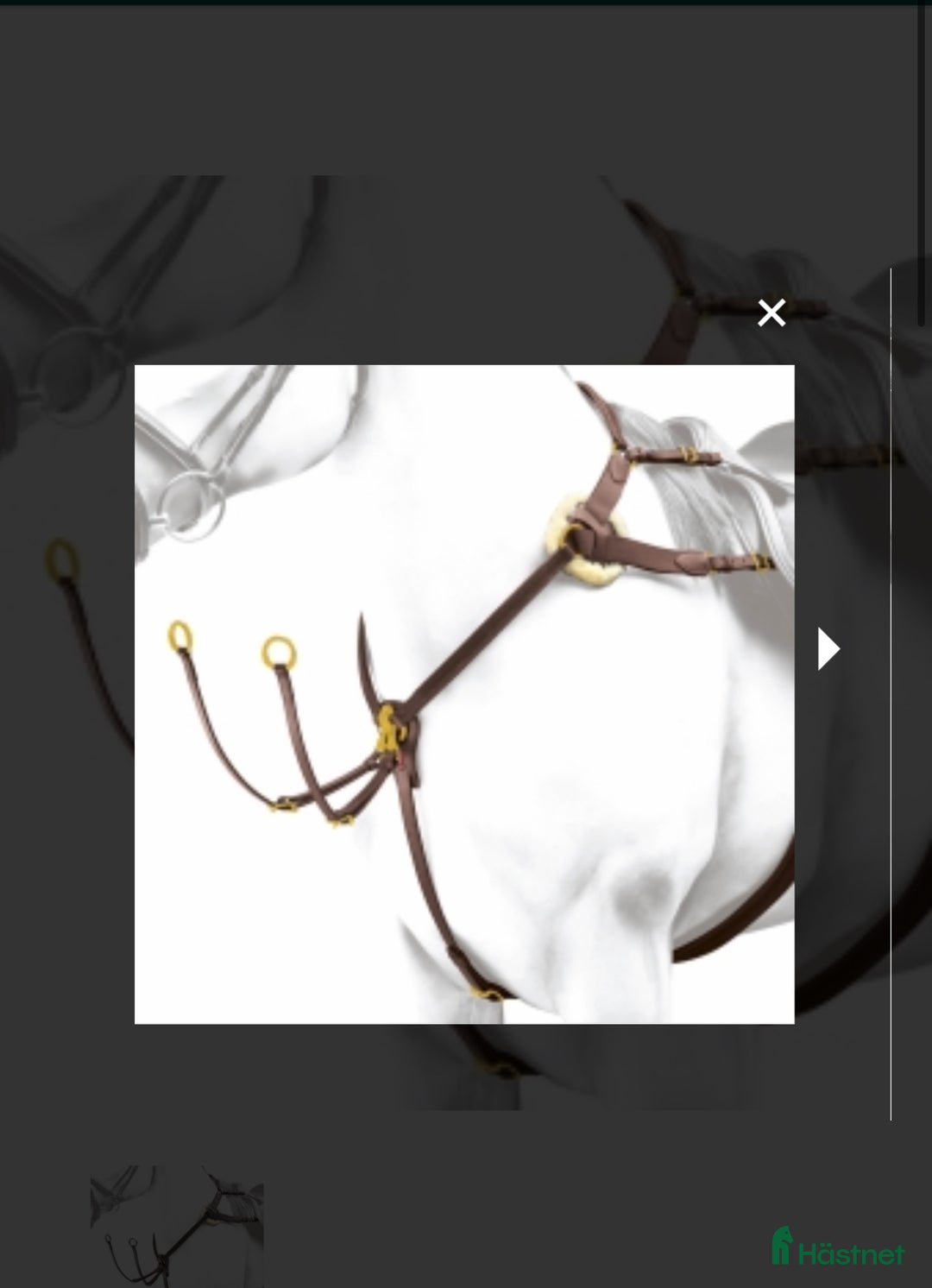 Övrig Hästutrustning hästutrustning till salu: Equipe Förbygel Event med Mässingspänne  i Halmstad - Annons 1