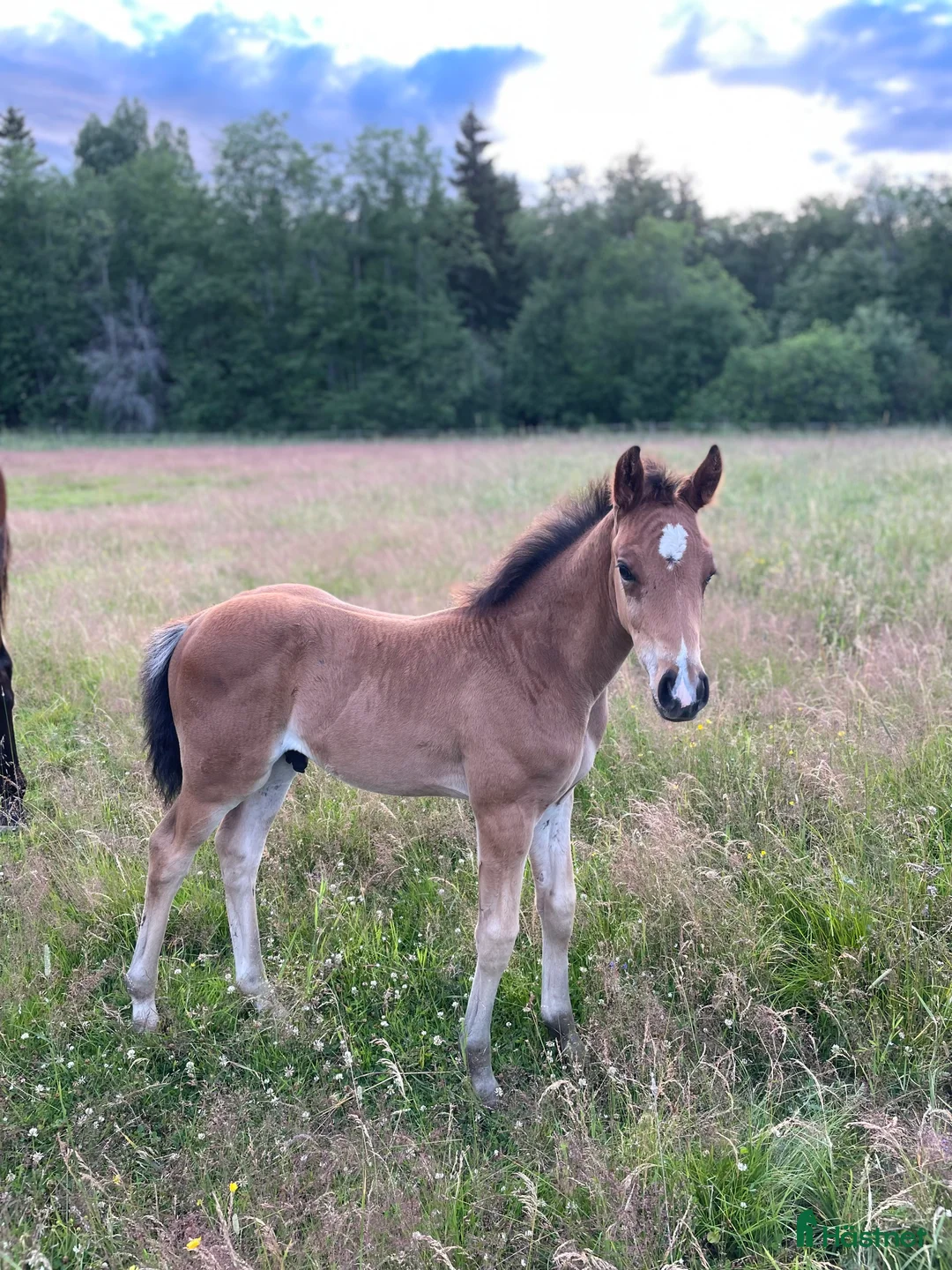 Allround hästar till salu: Härlig kille med framtiden för sig  i Karlstad - Annons 3