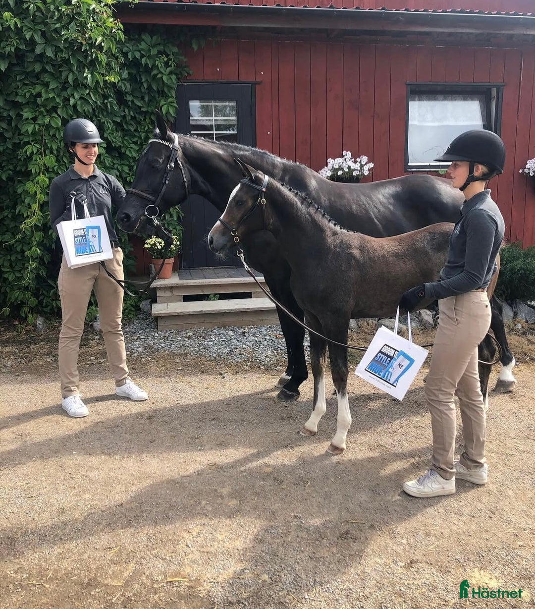  hästservice finnes: Utbildning och träning av häst i Skärholmen - Bild 4