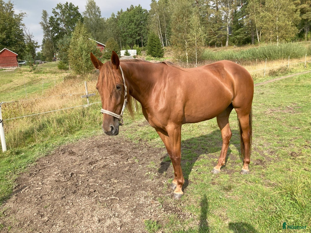 Trav hästar till salu: FÖLSTO i Åmål - Annons 2