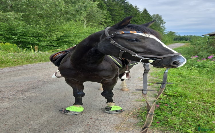  foderhäst i Kil - Annons 13