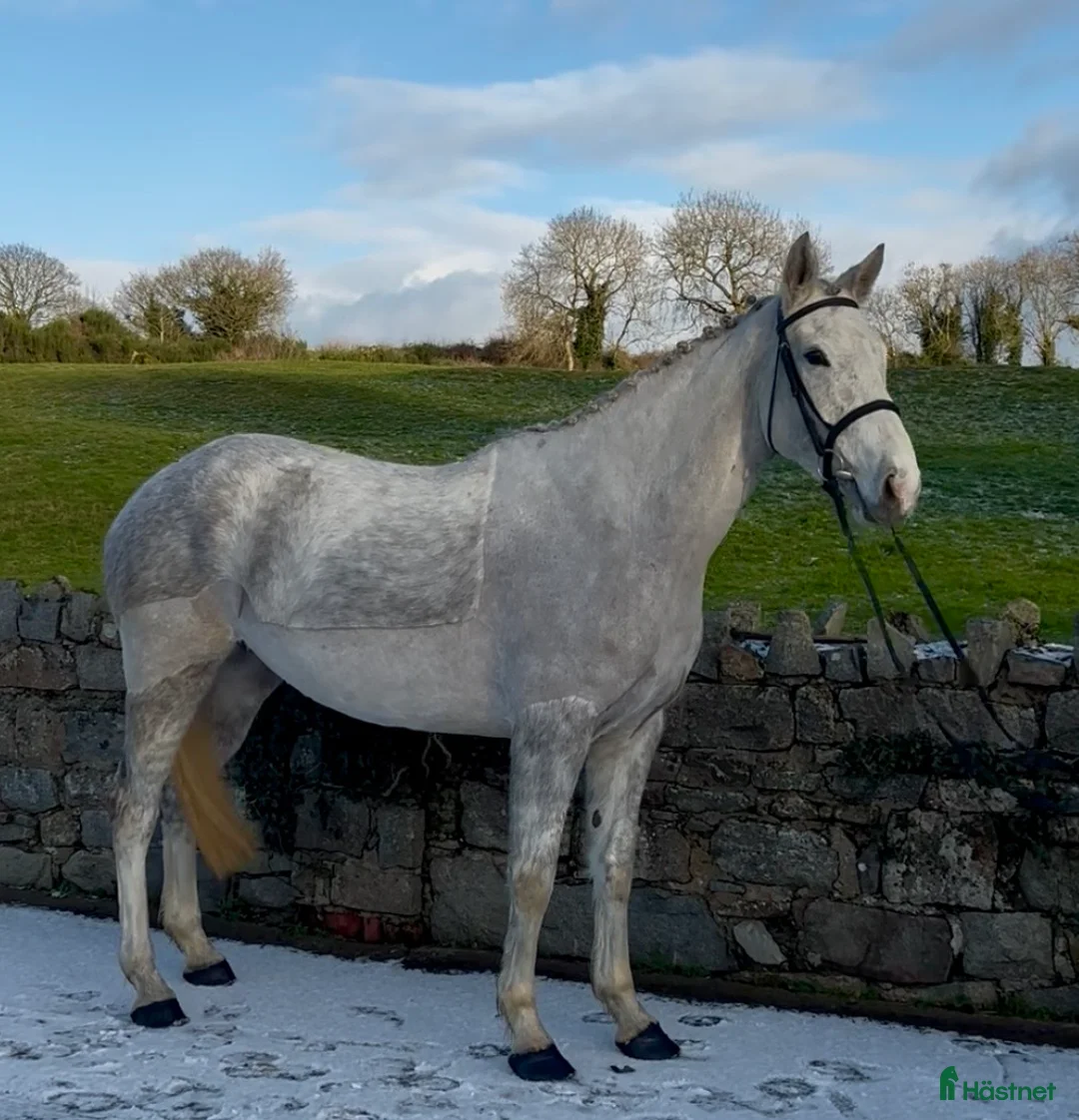 Allround hästar till salu: Irish sports horse mare i Stockholm - Annons 2