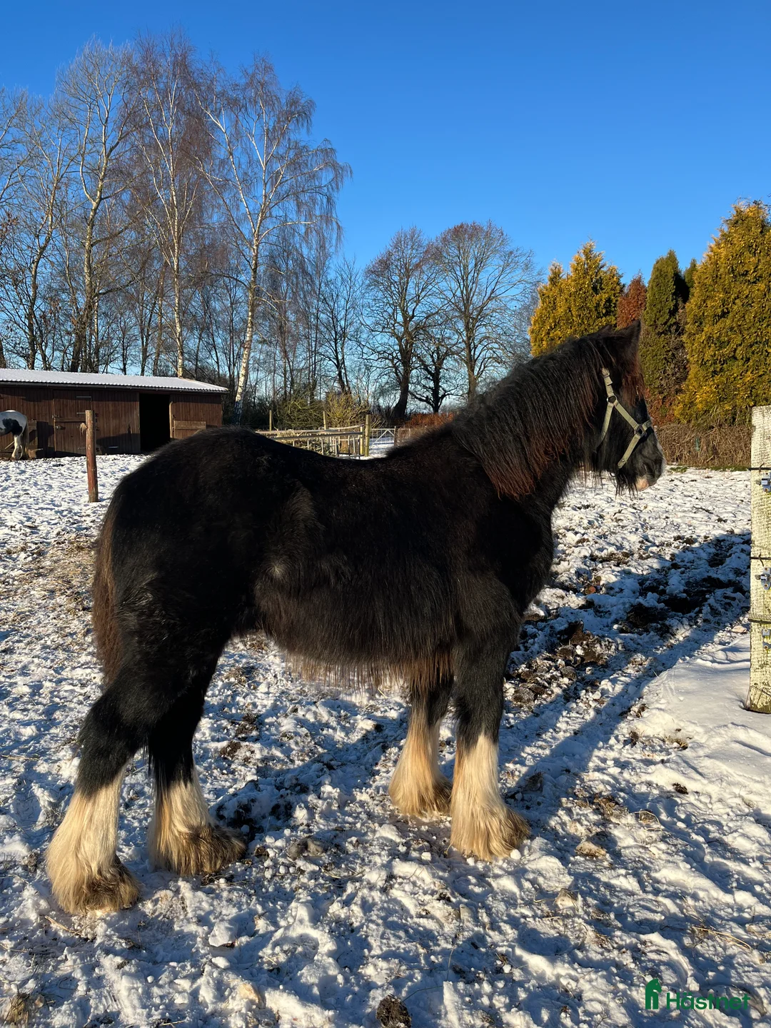 Allround hästar till salu: Tinker hingste plag  - Annons 2