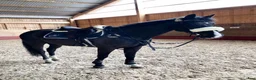 Sällskap hästar till salu: Supersnäll sällskapshäst  - Annons 2