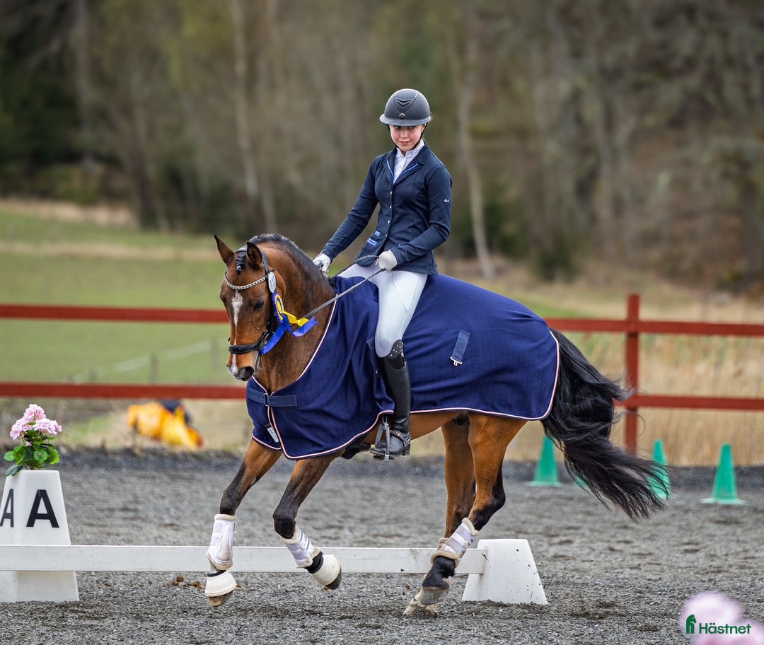 Dressyr hästar till salu: FEI-ponny med power under hovarna i Nacka - Annons 1