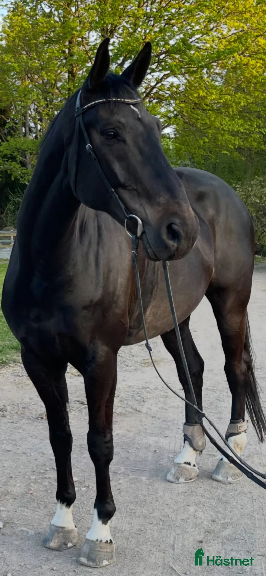 Övrigt hästar till salu: Voltige - Annons 2