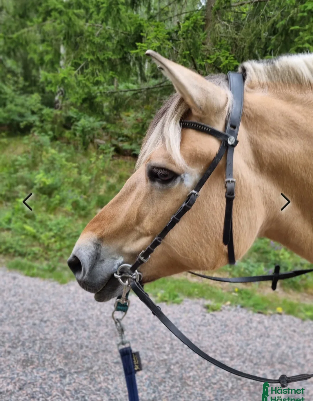 Allround hästar till salu: Fjording och shettis söker varaktigt hem i Björkvik - Annons 2