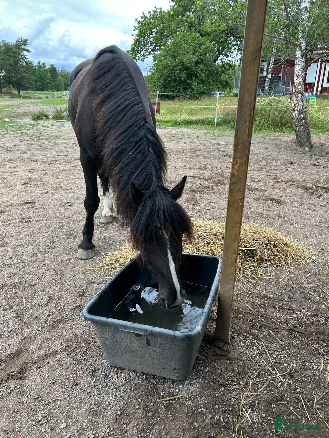 Allround hästar till salu: Allround häst, riktig toppenkille i Tungelsta - Annons 7
