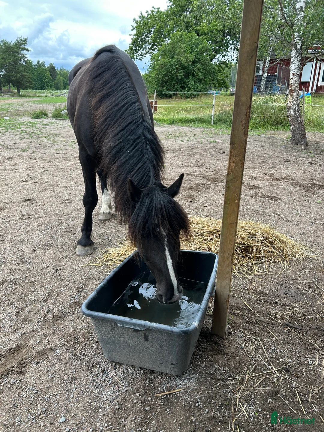 Allround hästar till salu: Allround häst, riktig toppenkille i Tungelsta - Annons 7